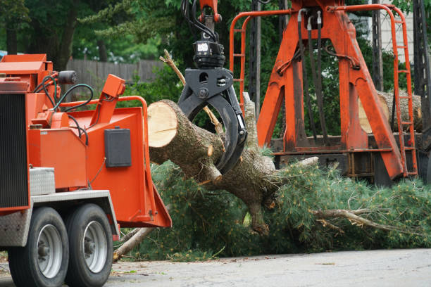 Tree Branch Trimming in Humble, TX